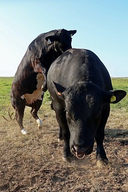 Cattle breeding